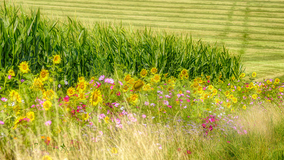 Flower strips at the edge of fields – a feast for the eyes with potential for more