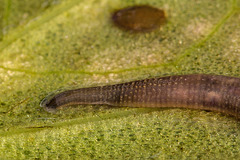 20160703 1989VRMw [D~RI] Rollegel (Erpobdella octoculata), [Achtäugiger Schlundegel], Rinteln