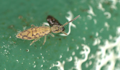 EF7A9616Springtail