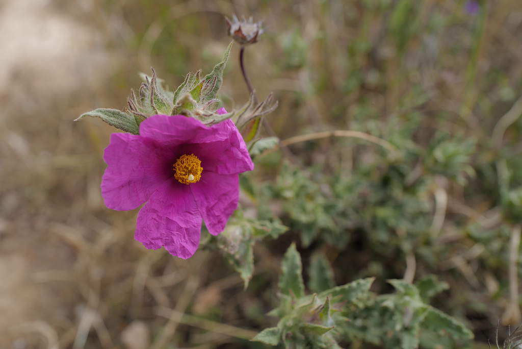 Cistus crispus