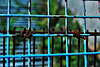 Blue Fence 1