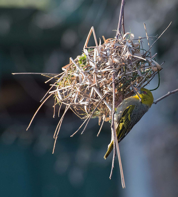 Village weaver bird at its nest