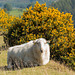 Sheep at the side of the road..and not for moving