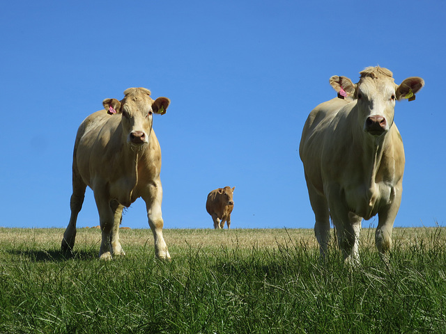 Cows in a field