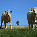 Cows in a field