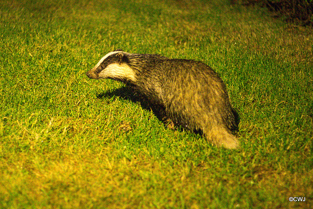 Badgers late night snacking under the bird feeders