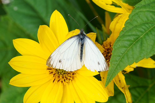 Kleiner Kohlweißling (♂) auf Indianerknolle