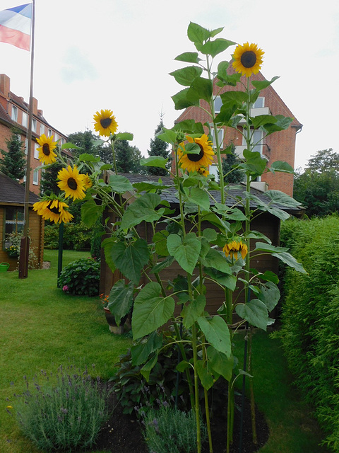 Sonnenblume im Garten