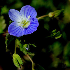 Veronica persica Poir