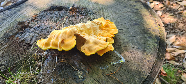 Chicken of the woods