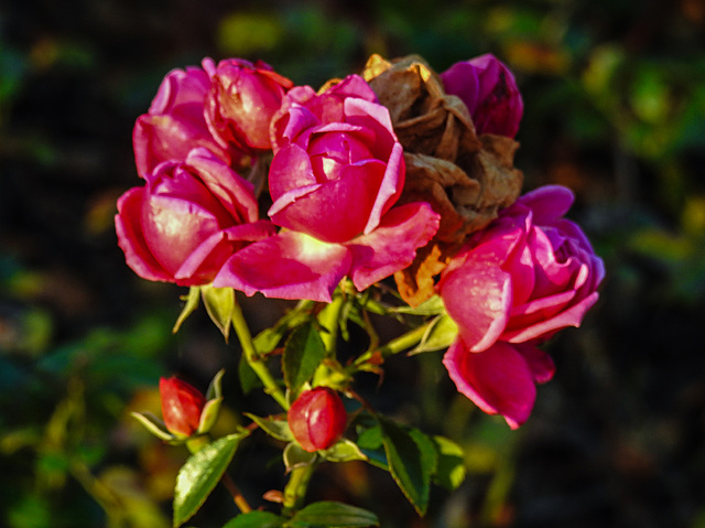 20221101 2021CPw [D~LIP] Strauchrose (Rosas 'Noack Certinia'), Rosengarten, Bad Salzuflen