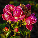 20221101 2021CPw [D~LIP] Strauchrose (Rosas 'Noack Certinia'), Rosengarten, Bad Salzuflen