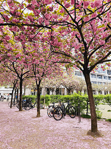 Köln - Kirschblüte am Josef-Haubrich-Hof