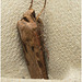 EF7A4193 Moth