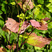 20240704 0427CPw [D~LIP] Knoblauchsrauke (Alliaria petiolata), BS