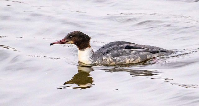 Goosander