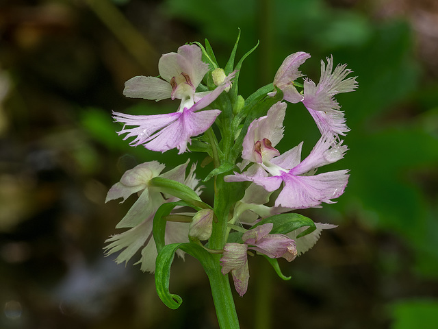 Platanthera grandiflora (Large Purple Fringed orchid)