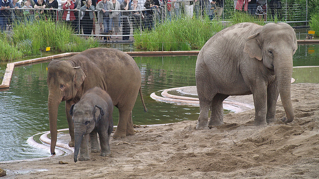 Elephants by the pool, 2 (2008)