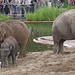 Elephants by the pool, 2 (2008)