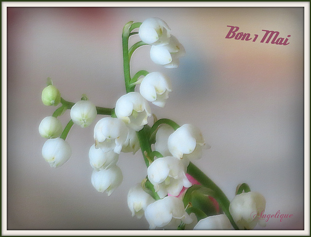 Veuillez Accepter ce Muguet porte Bonheur pour un excellent WE mes amis !