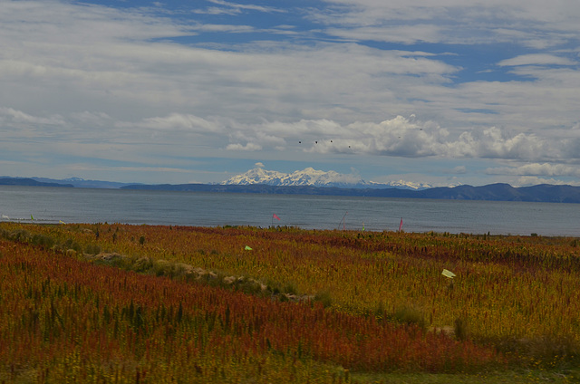 The Quinoa Fields, the Lake of Titicaca and Cordillera de Apolobamba