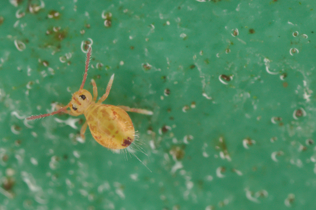 EF7A9613springtail