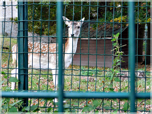 Femelle daim au Val Cocherel à Dinan (22)