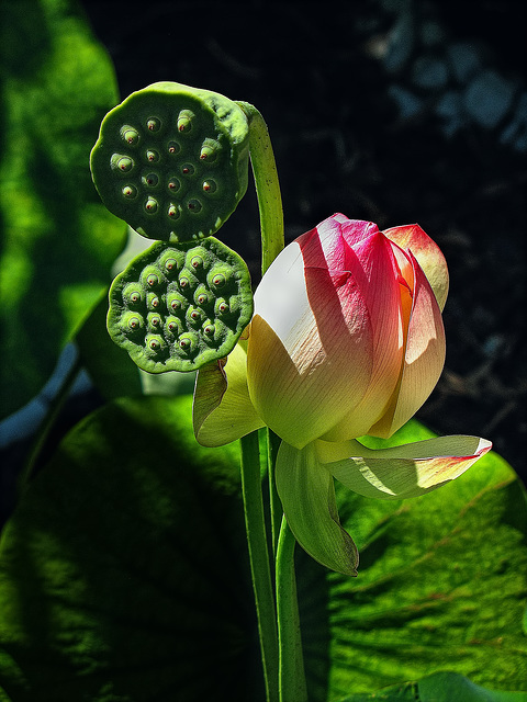 Bouton de lotus