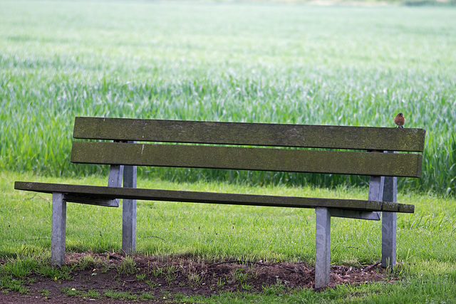 Scavenger hunt 31: a park bench