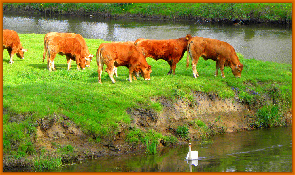 Six brown-one white in green