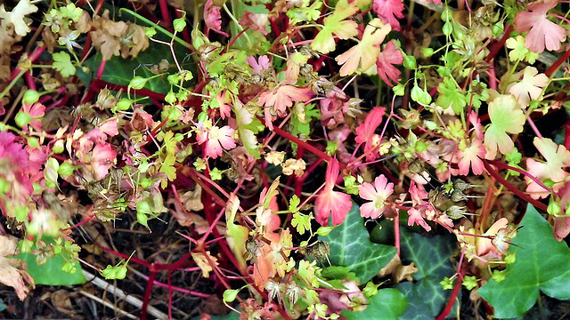 This plant has the leaves change colour from green to pink