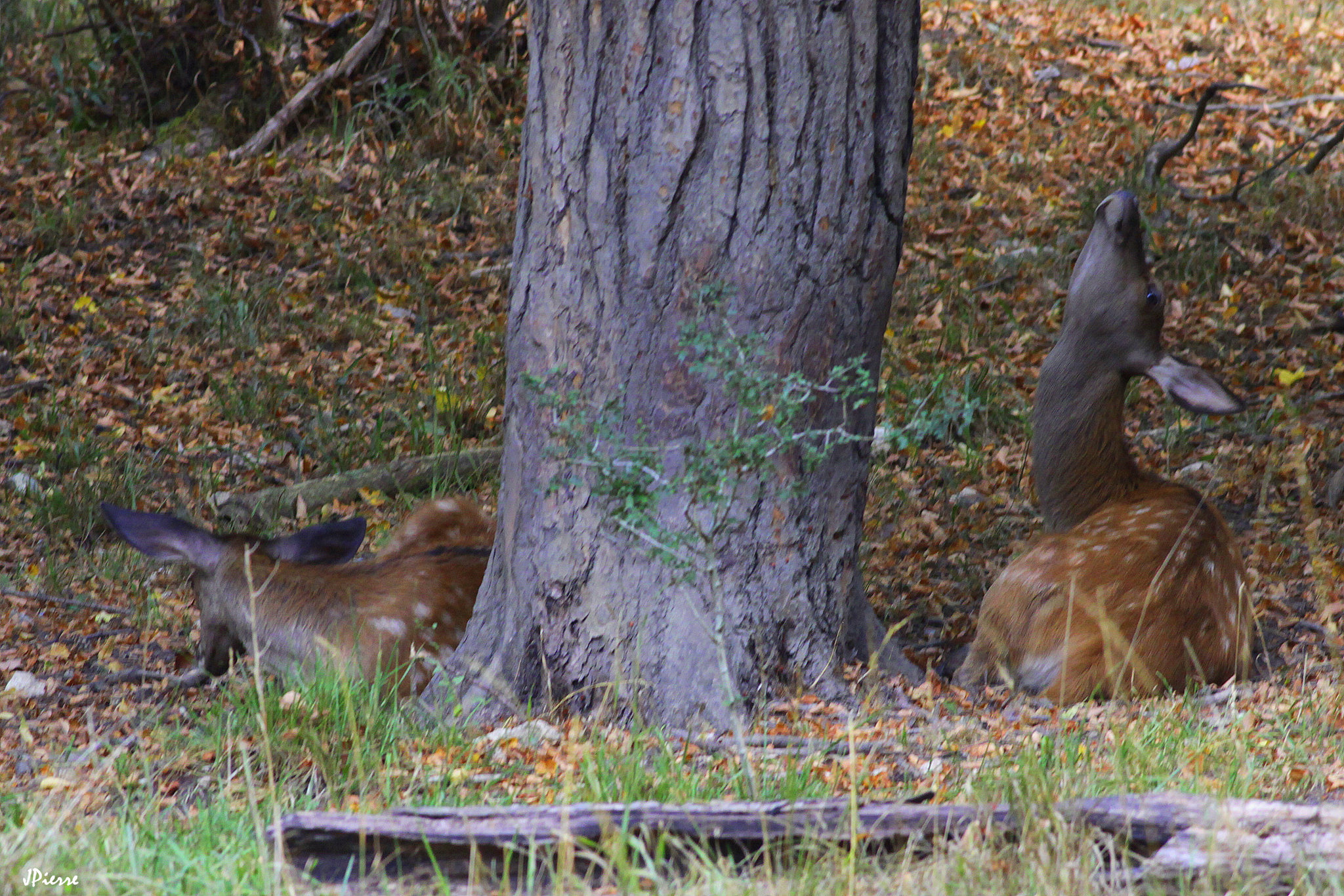 Faons de biche