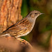 Dunnock