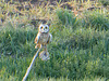 Short eared owl