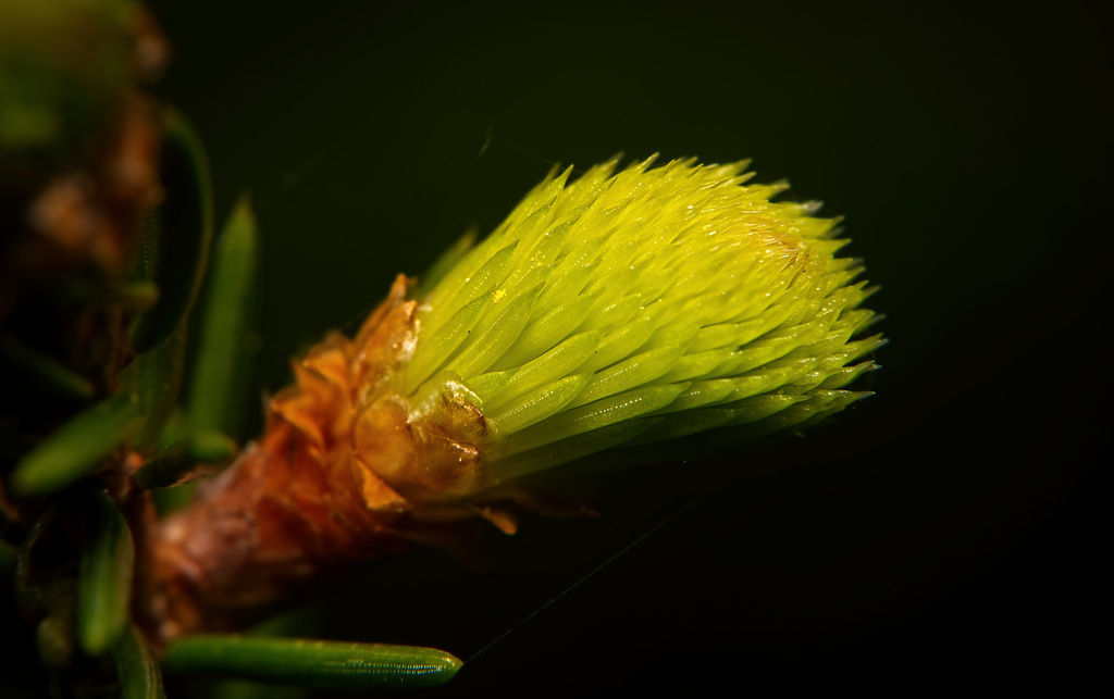 Die Triebe einer Fichte :)) The shoots of a spruce :))  Les pousses d'un épicéa :))