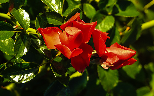 20221101 2024CPw [D~LIP] Bodendeckerrose (Rosas 'Noack Sorrento'), Rosengarten, Bad Salzuflen