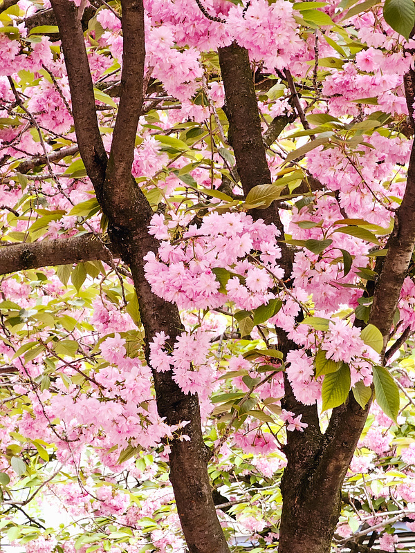 Köln - Kirschblüte am Josef-Haubrich-Hof