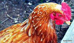 A Beautiful Rooster.