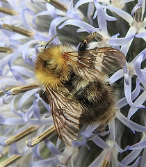 20240705 0428CPw [D~LIP] Kugeldistel, Ackerhummel (Bombus pascuorum), BS