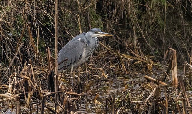 Grey heron