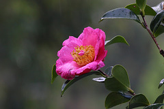 113/365 2025 Camellia