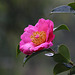 113/365 2025 Camellia