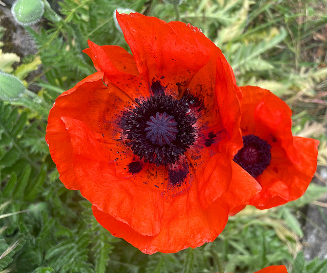 Papaver orientale