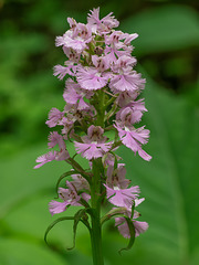 Platanthera grandiflora (Large Purple Fringed orchid)