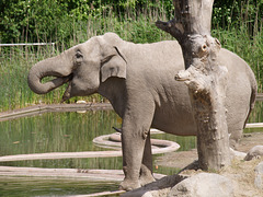 Elephant, 1