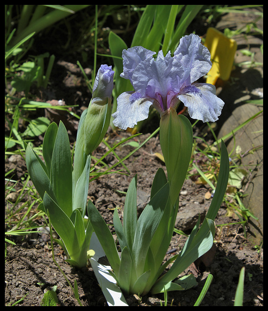 Iris nain St- Aubin- sur- mer  (2)