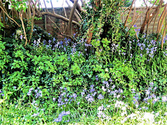 The bank of bluebells