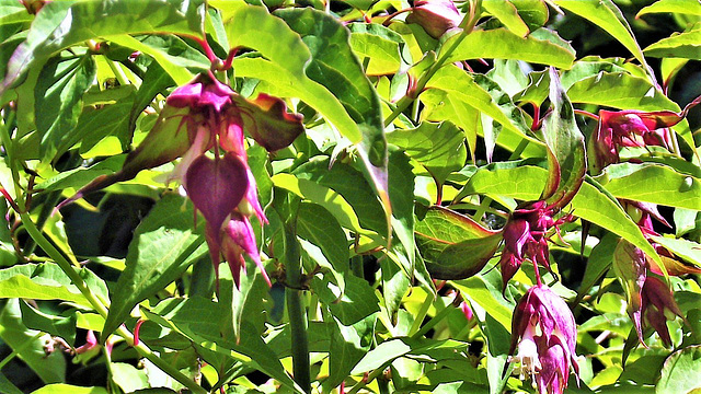 The Himalayan Honeysuckle, which doesn't have the scent that our ordinary honeysuckle has.