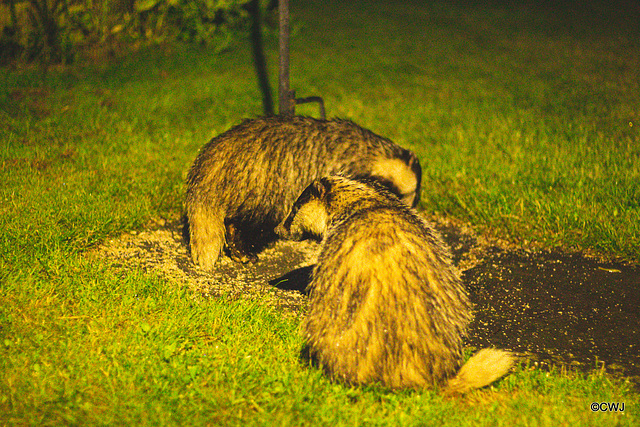 Badgers late night snacking under the bird feeders