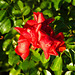 20221101 2025CPw [D~LIP] Bodendeckerrose (Rosa 'Noack Sorrento'), Rosengarten, Bad Salzuflen